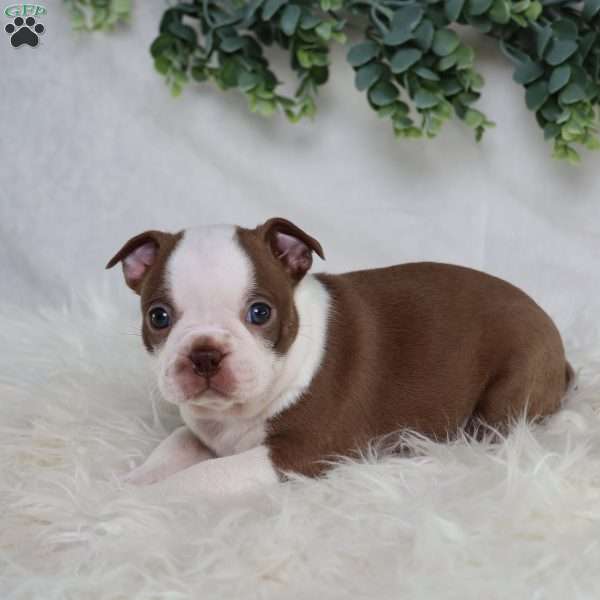 Buster, Boston Terrier Puppy